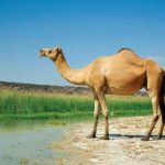 حضرت صالح علیہ السلام کی اونٹنی کا واقعہ
