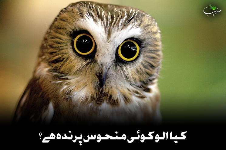 کیا الو منحوس ہے؟