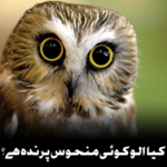 کیا الو منحوس ہے؟