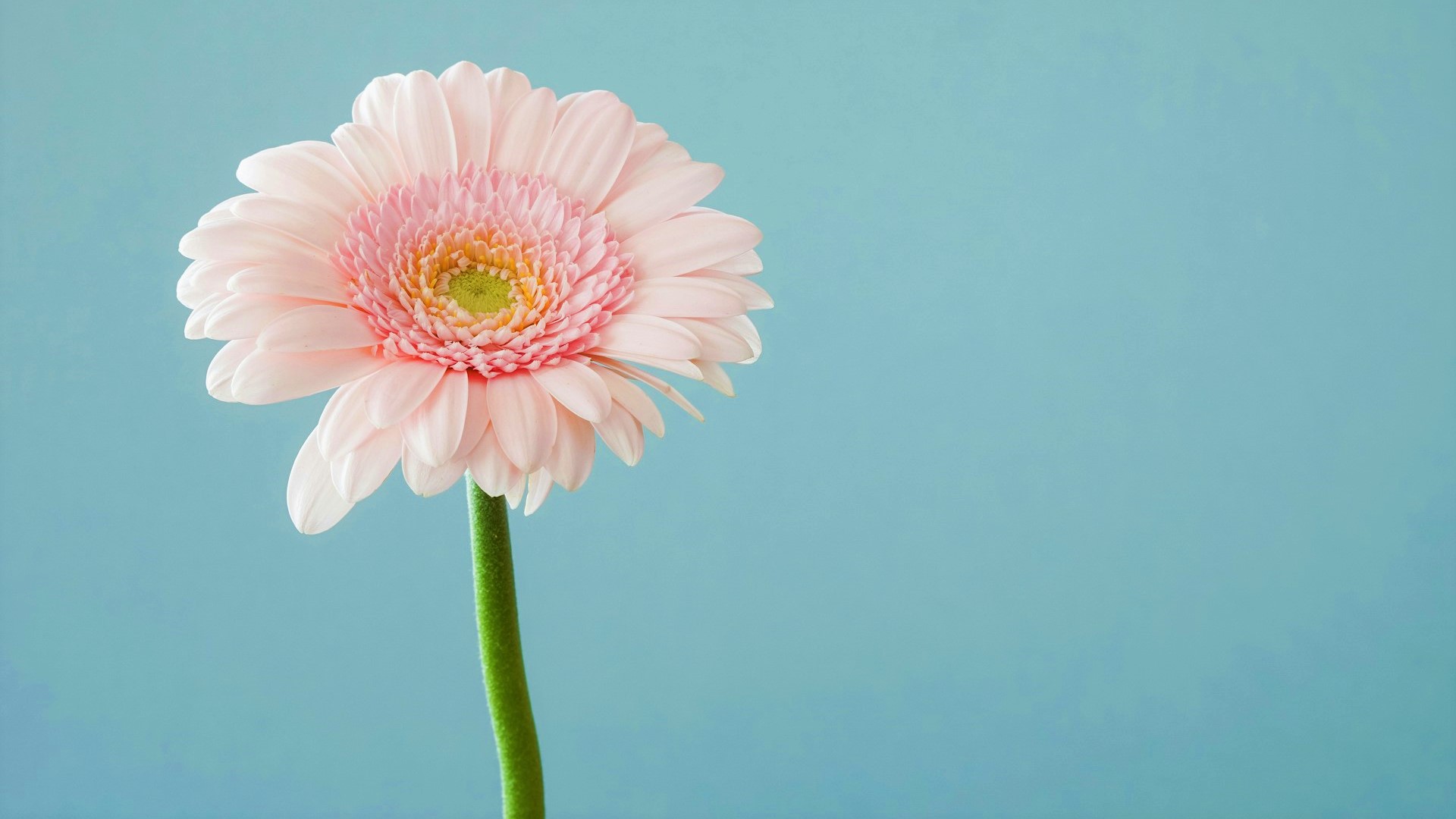 حضرت زید بن حارثہ کا جواب